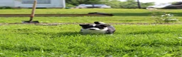 Mixed Breed dogs for sale: Sport - Ad 2