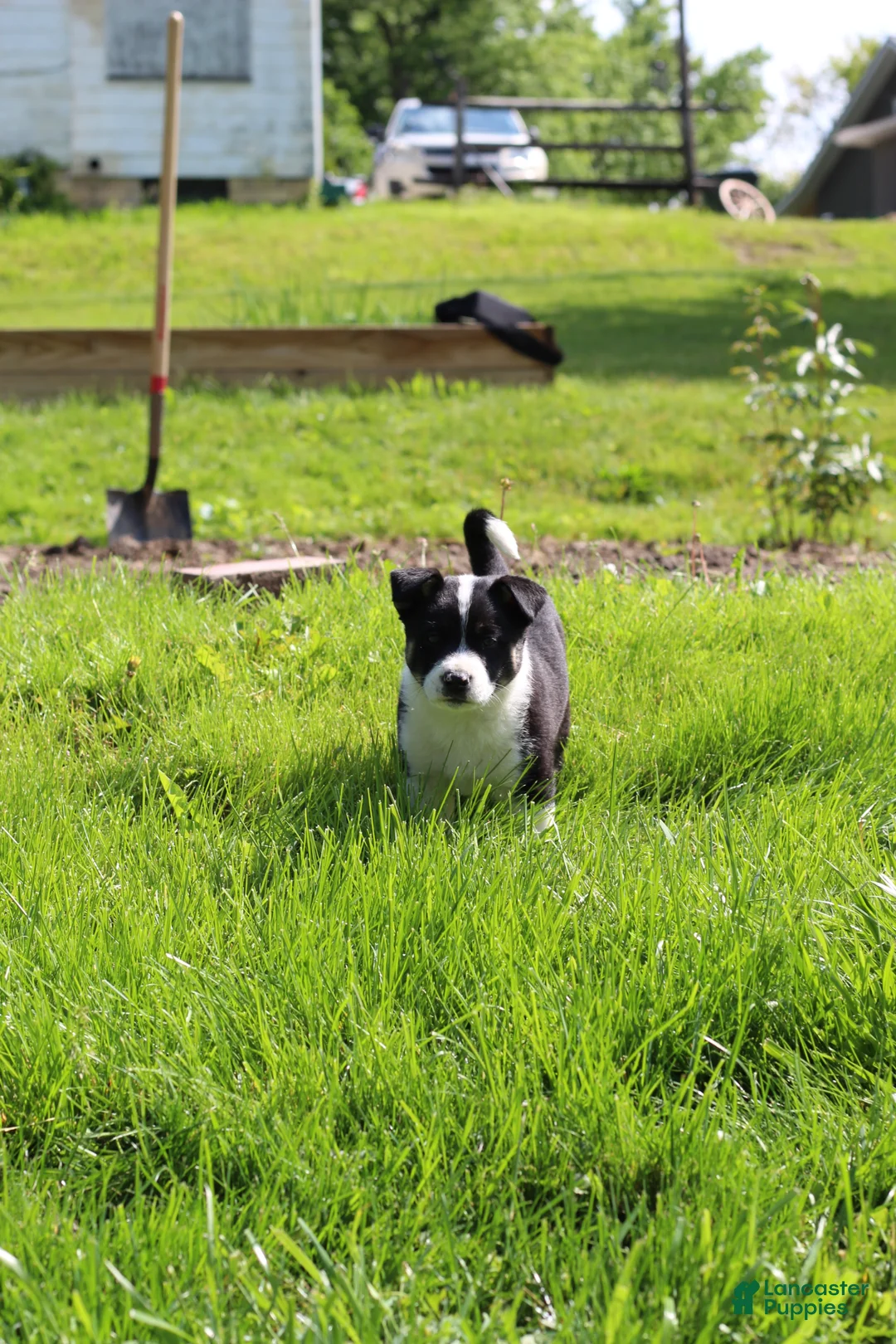 Mixed Breed dogs for sale: Sport - Ad 2