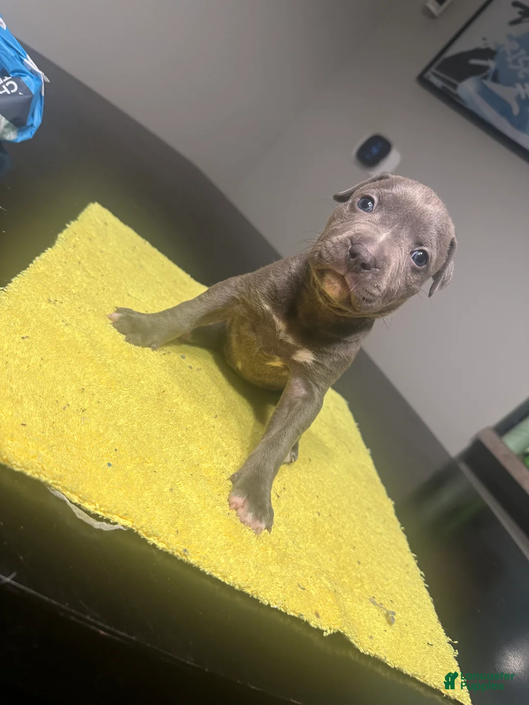 American Pit Bull Terrier dogs for sale: American Pit Bull Terrier Puppy 5 - Ad 1