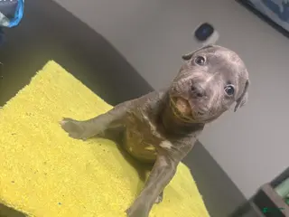 American Pit Bull Terrier dogs American Pit Bull Terrier Puppy 5 - Ad 25