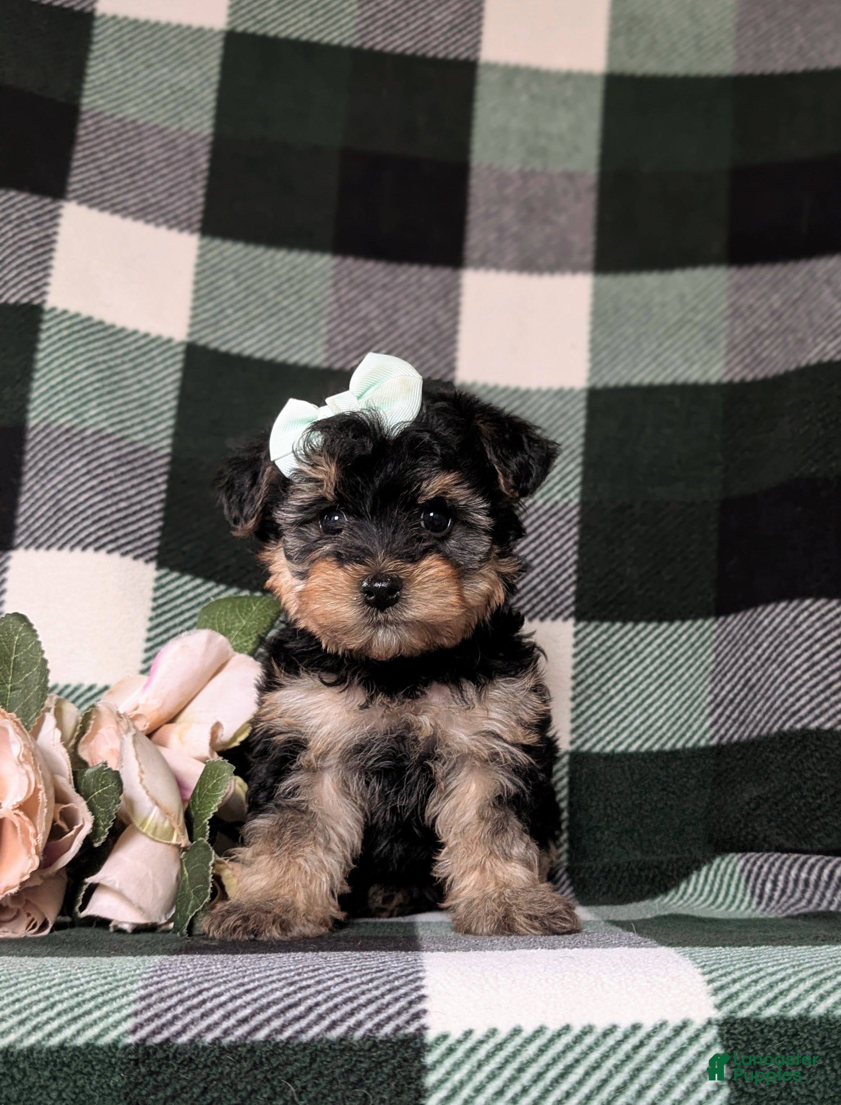 Yorkiepoo dogs Jolisa - Ad 1
