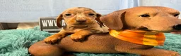 Miniature Dachshund dogs for sale: Champion bred import smooth dapple - Ad 3