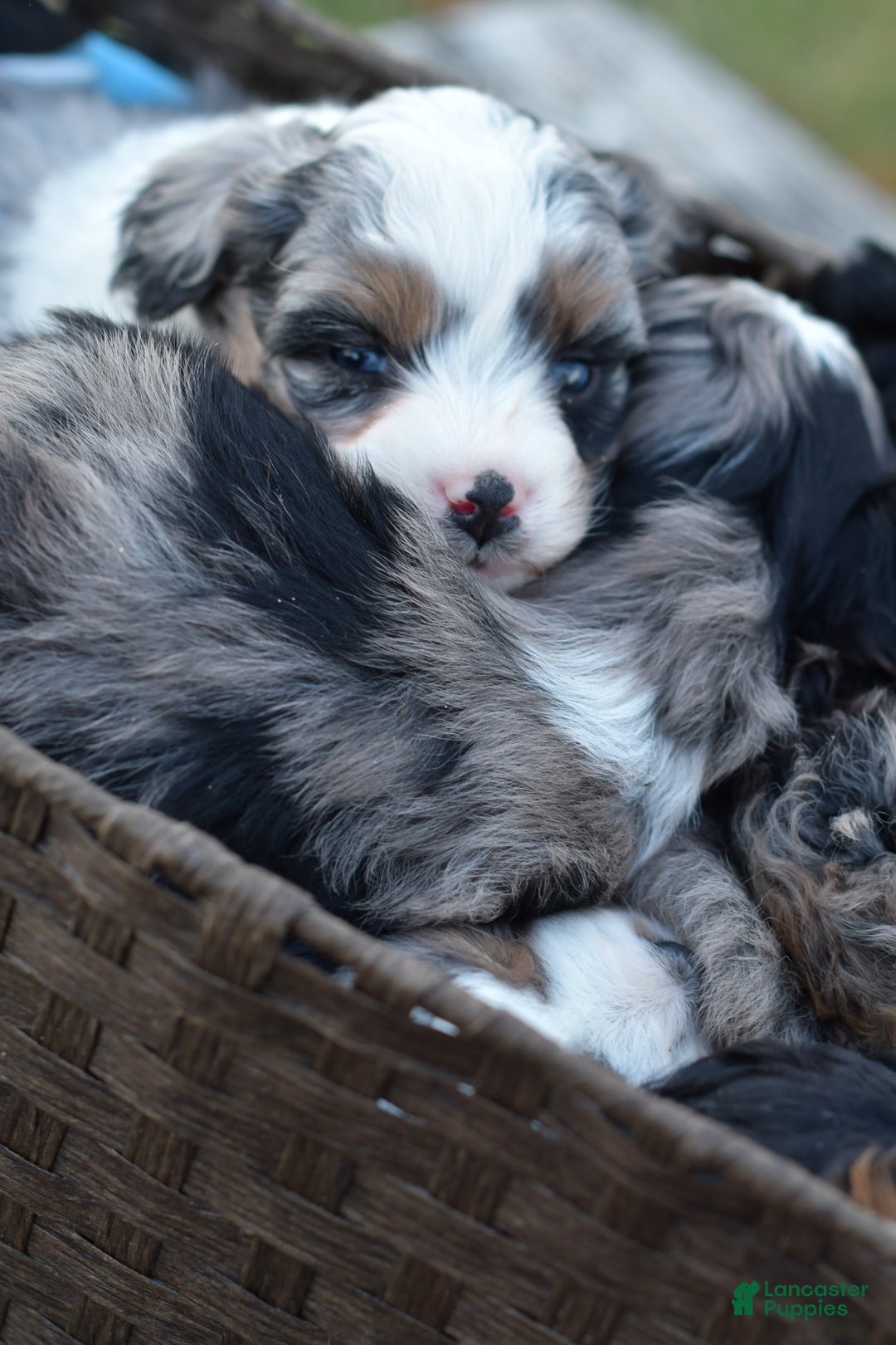 Mini Aussiedoodle dogs for sale: Rory - Ad 6
