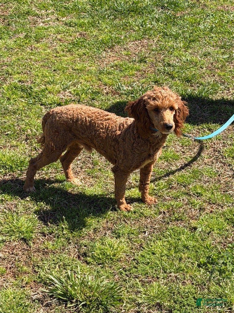 Miniature Poodle dogs Jack - Ad 3