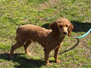 Miniature Poodle dogs Jack - Ad 3