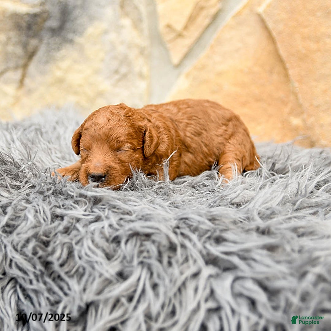 Mini Goldendoodle dogs for sale: Mia  - Image 8