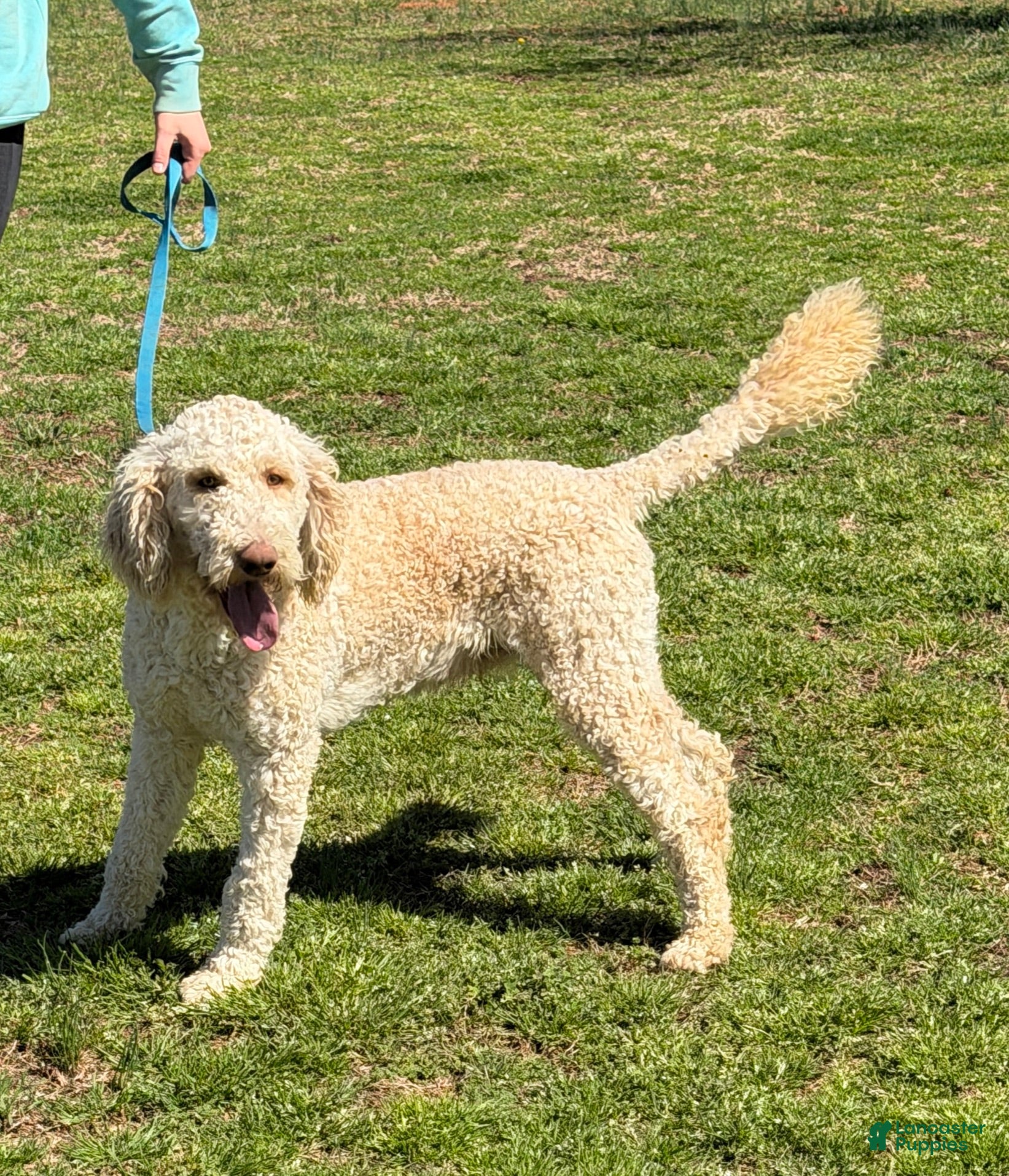 Labradoodle dogs Labradoodle Waffles - Ad 31