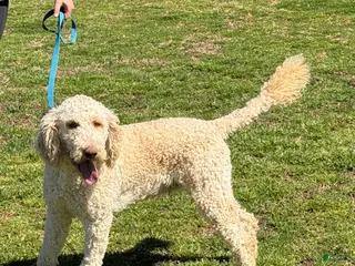 Labradoodle dogs Labradoodle Waffles - Ad 31