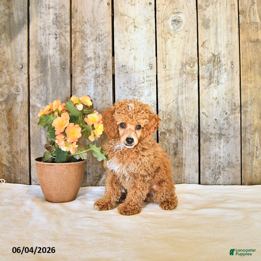 Miniature Poodle dogs for sale: Logan - Ad 4