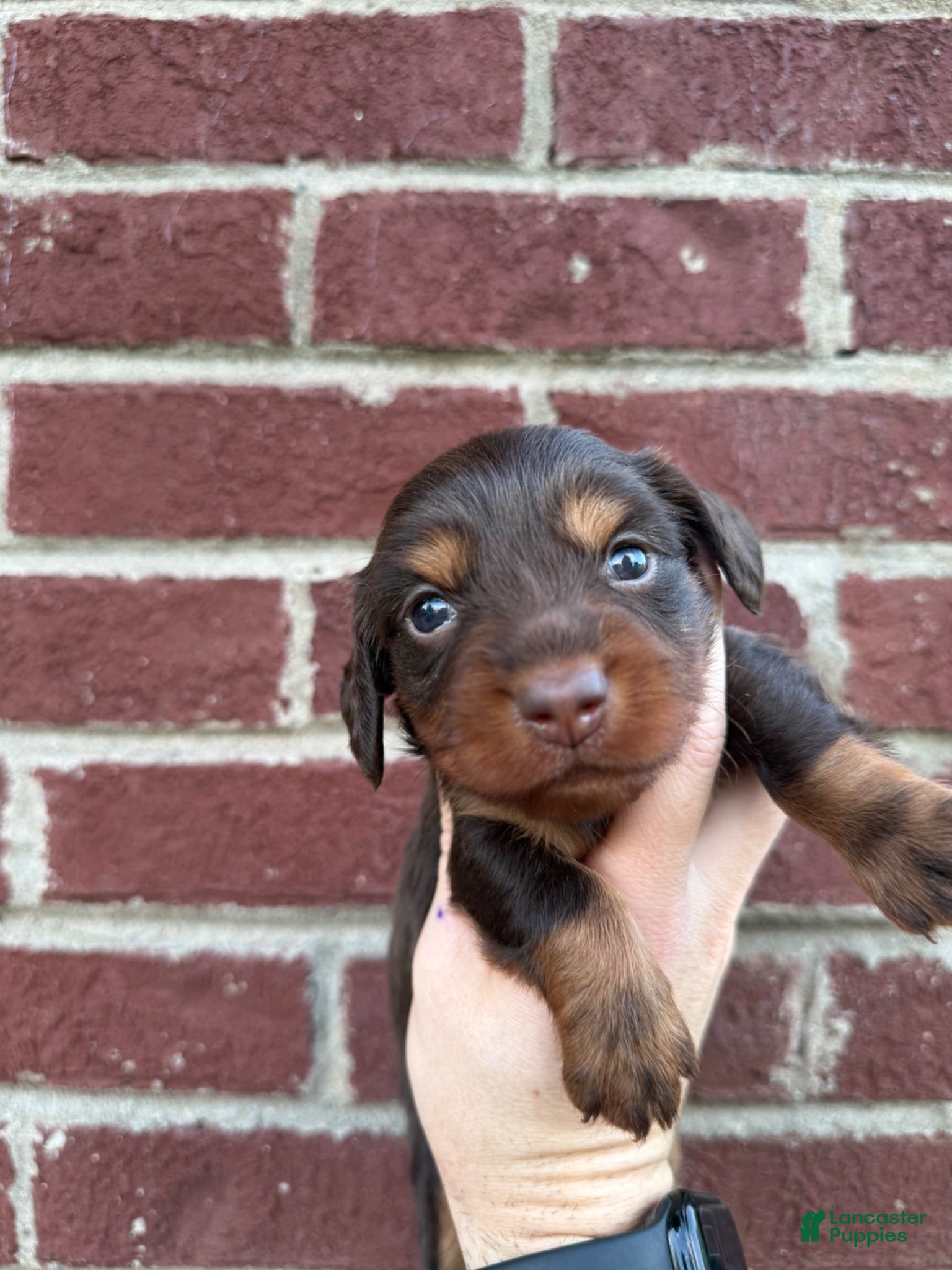 Miniature Dachshund dogs for sale: Abbie  - Ad 1