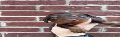 Abbie 