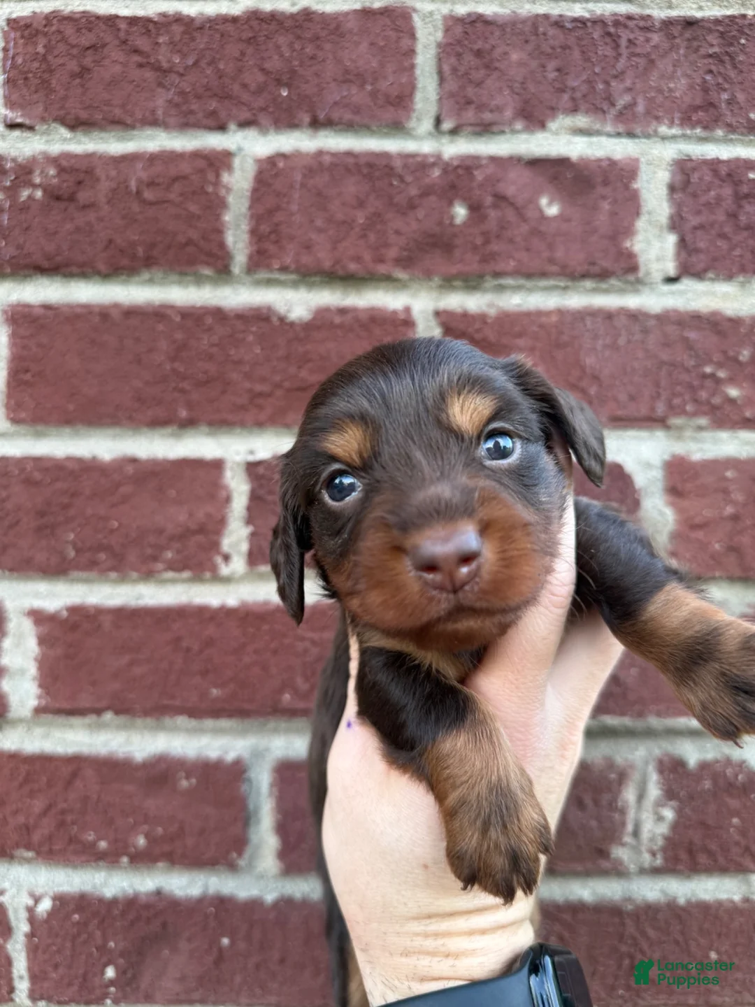Miniature Dachshund dogs for sale: Abbie  - Ad 1