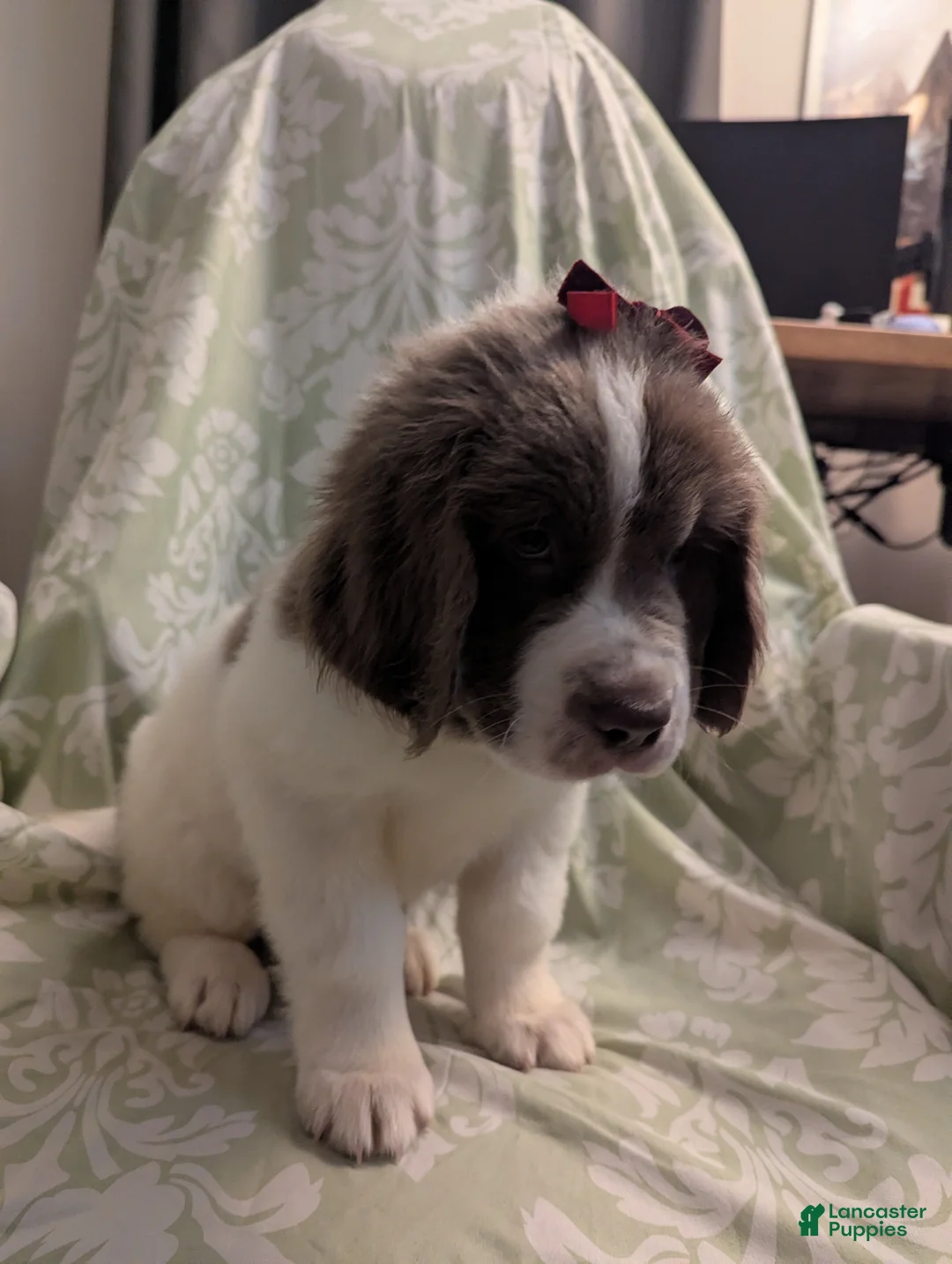 Newfoundland dogs for sale: Racecar - Ad 2