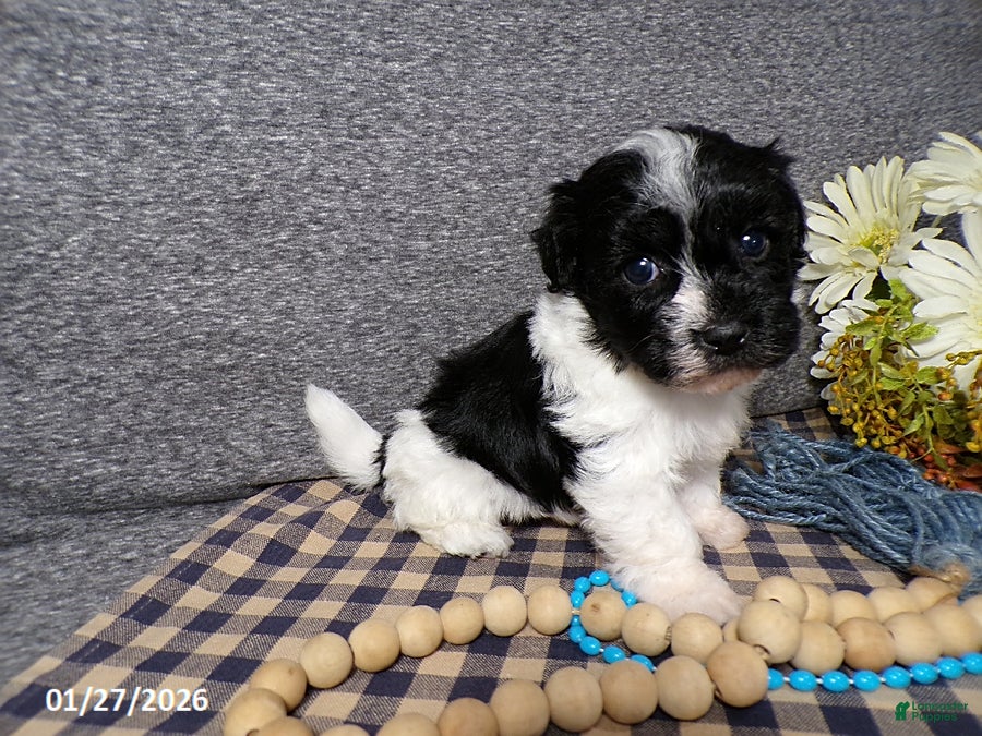 Havanese dogs Tyson - Ad 2