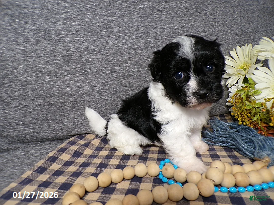 Havanese dogs for sale: Tyson - Ad 2