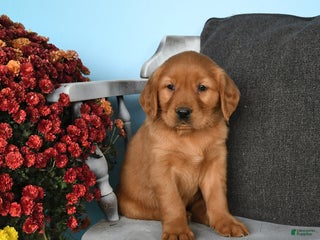 Golden Retriever dogs - Ad 31