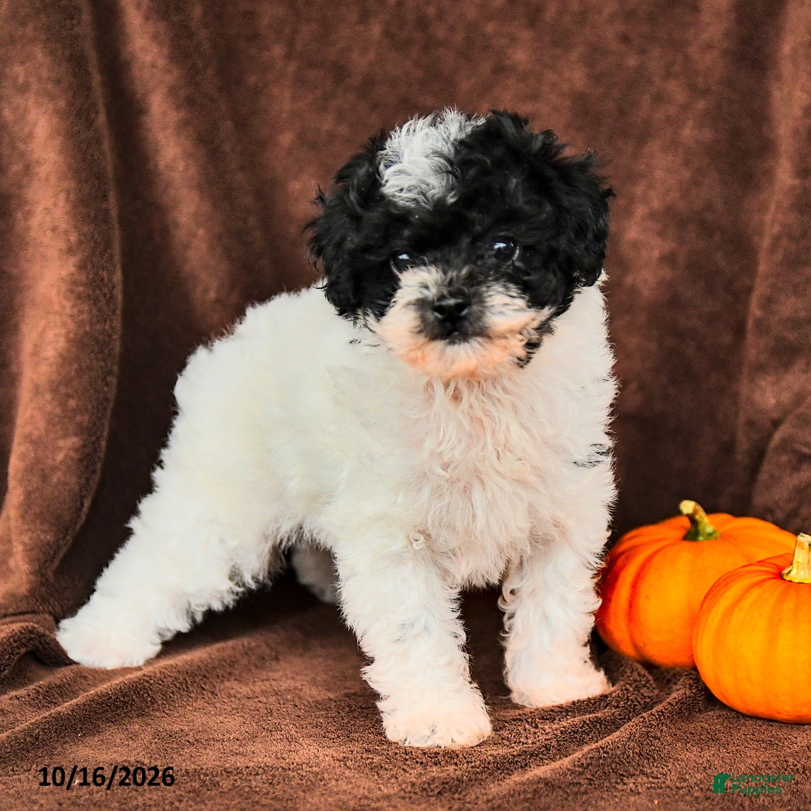 Miniature Poodle dogs Domino - Ad 2
