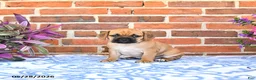Puggle dogs for sale: Ramona - Ad 1