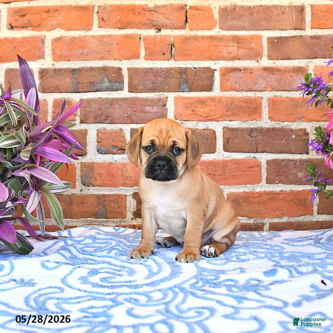 Puggle dogs for sale: Ramona - Ad 1