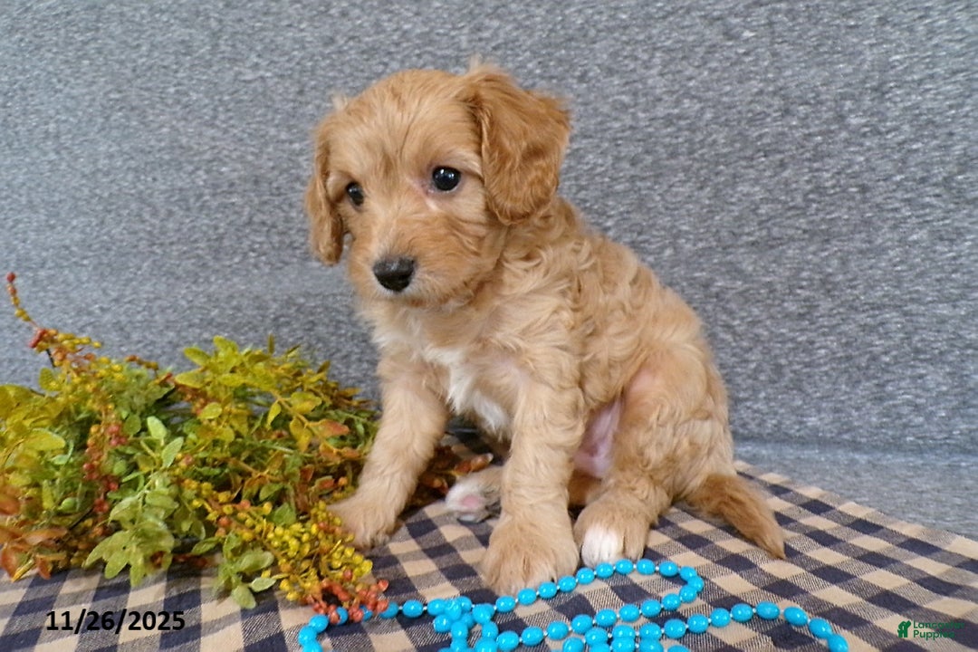Cavapoo dogs for sale: Poncho - Ad 3