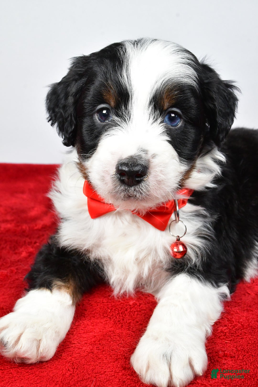 Mini Aussiedoodle dogs for sale: Shadow - Ad 6