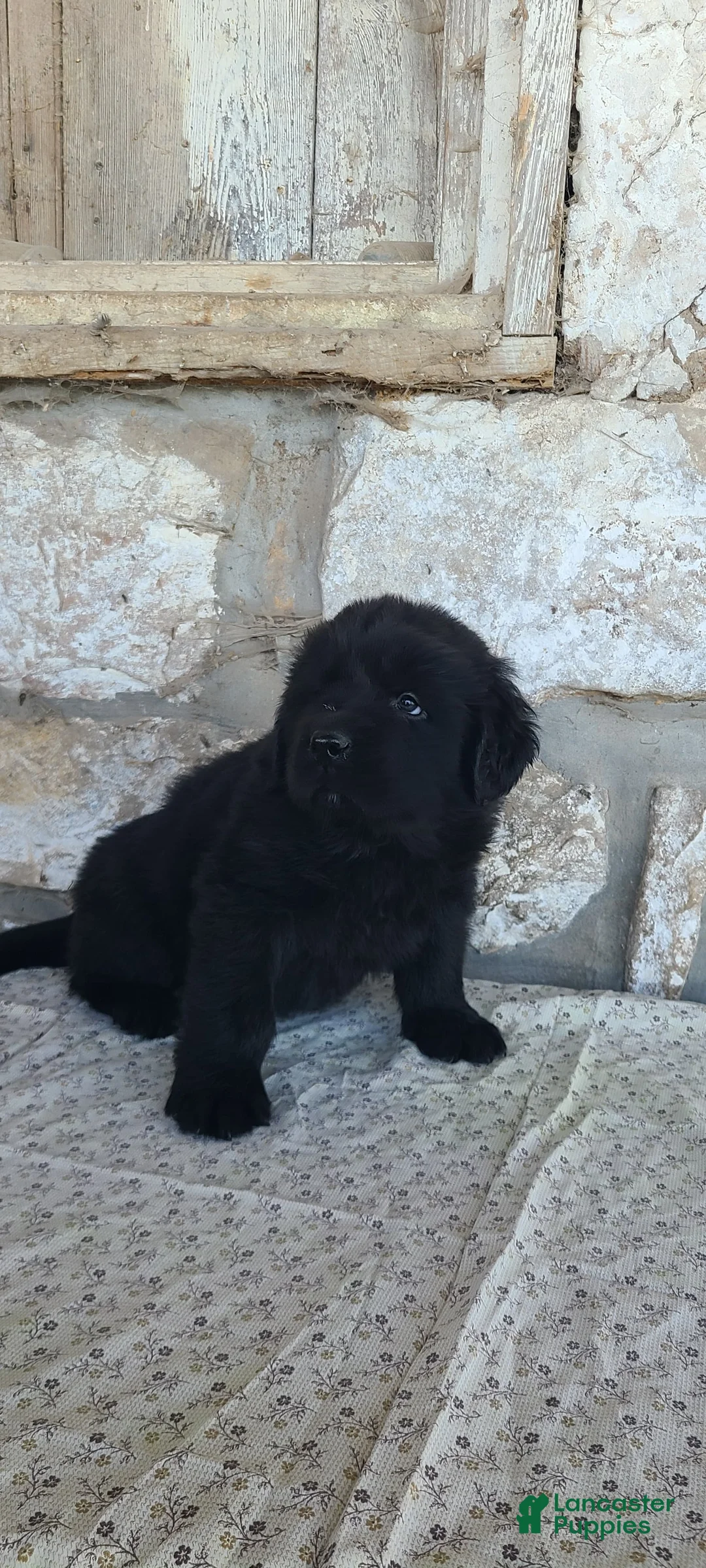 Newfoundland dogs for sale: Newfoundland Puppy 1 - Ad 2