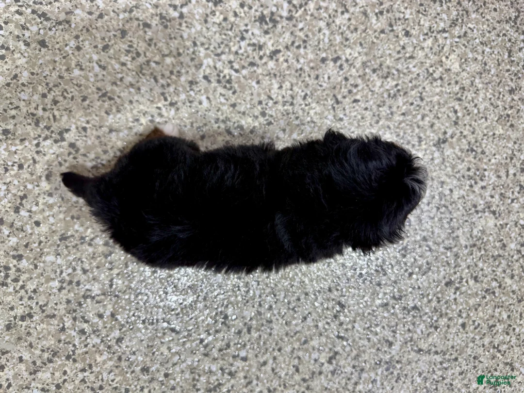 Mini Bernedoodle dogs for sale: 🥰 Macy - Ad 8