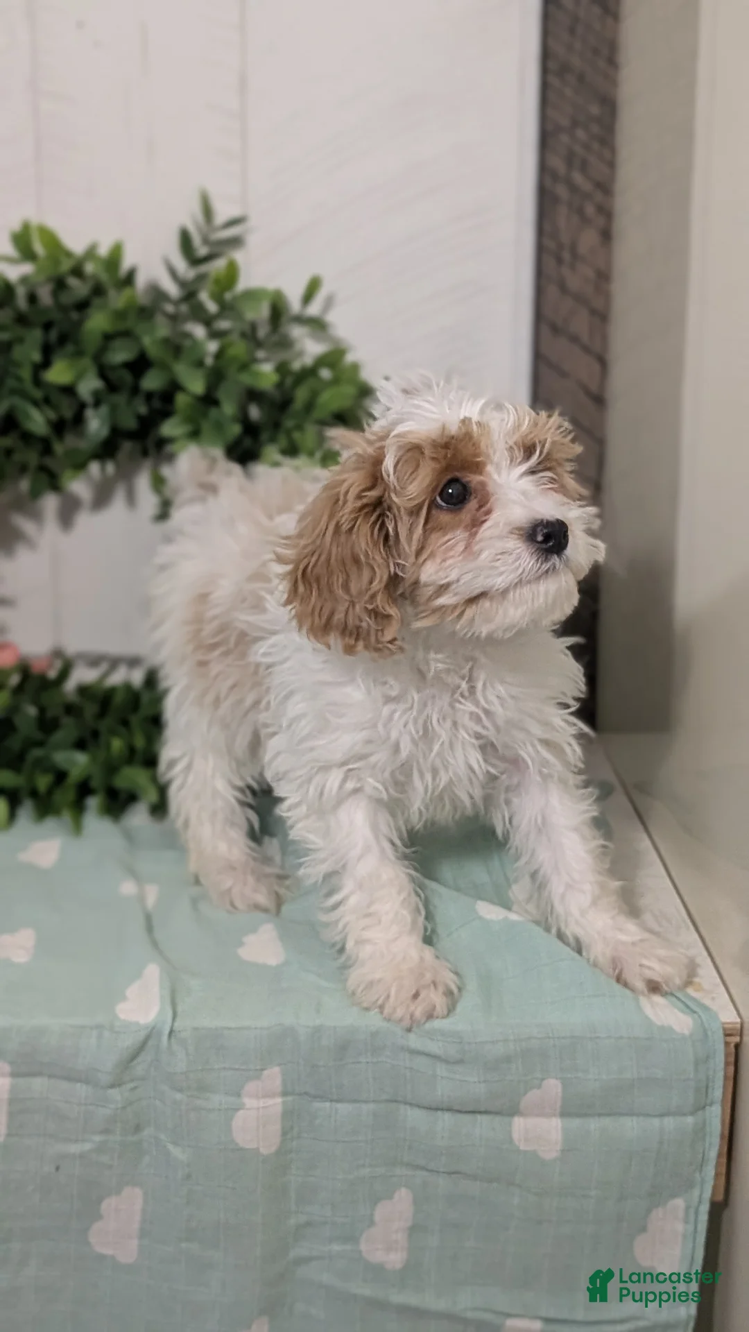 Cavapoo dogs for sale: Duke - Ad 3