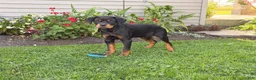 Rottweiler dogs for sale: Maple  - Ad 5