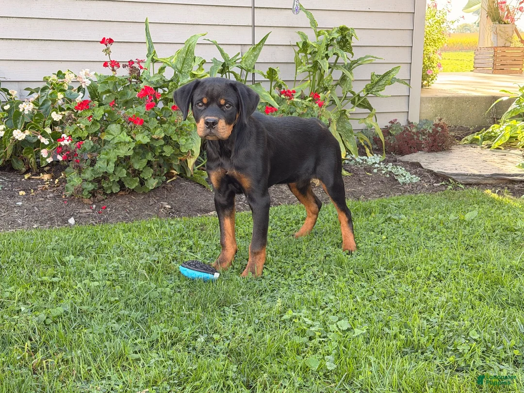Rottweiler dogs for sale: Maple  - Ad 5