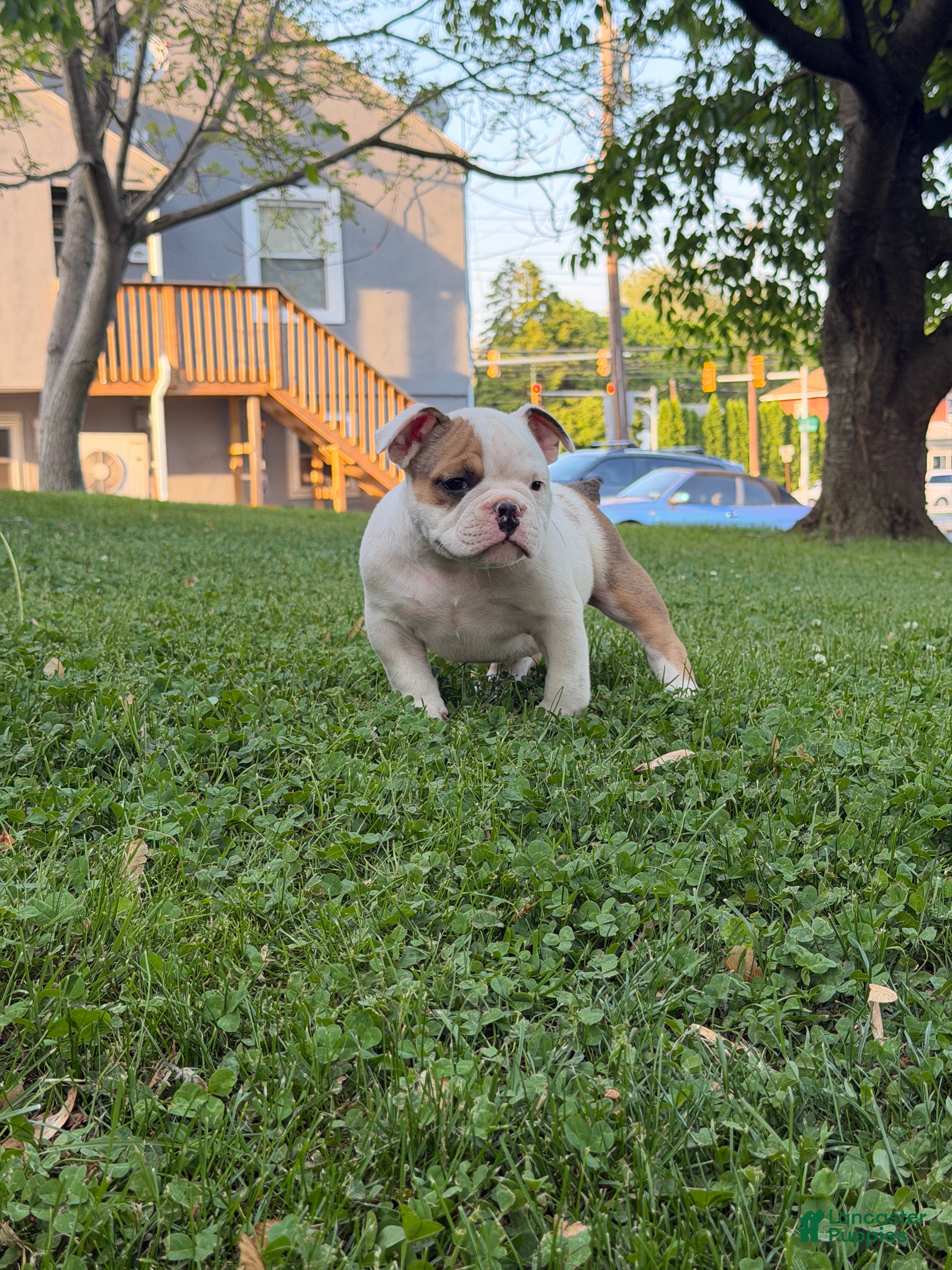 American Bully dogs for sale: American Bully Puppy 1 - Ad 3