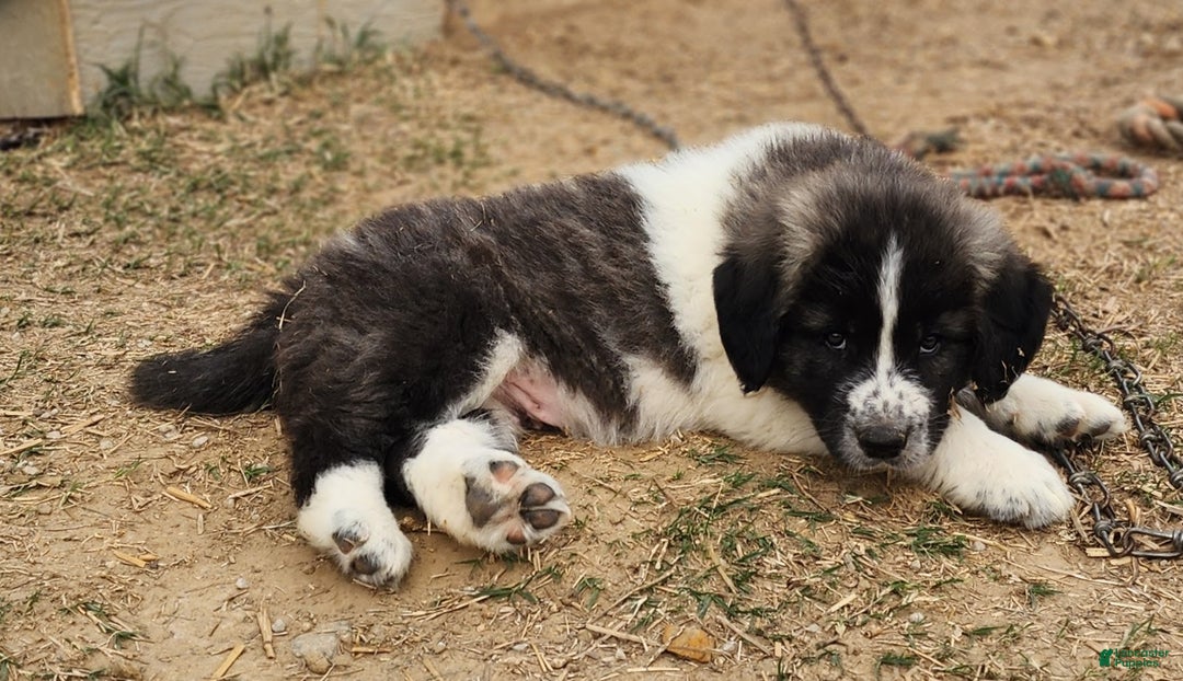 Anatolian Shepherd dogs for sale: Zena 2025 M2 ASD puppy - Ad 10