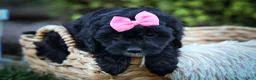 Cavapoo dogs for sale: BELLA - Ad 14
