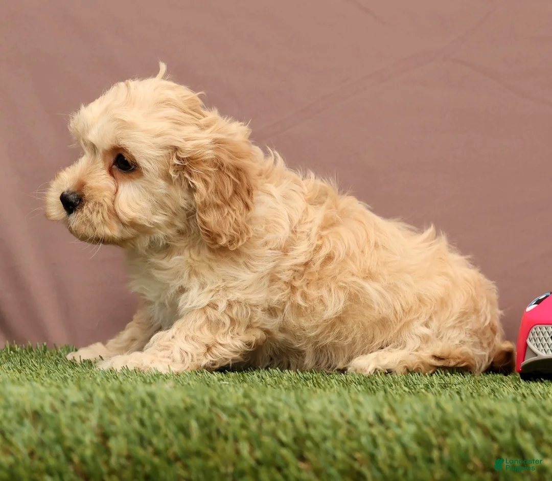 Cavapoo dogs for sale: James - Ad 4