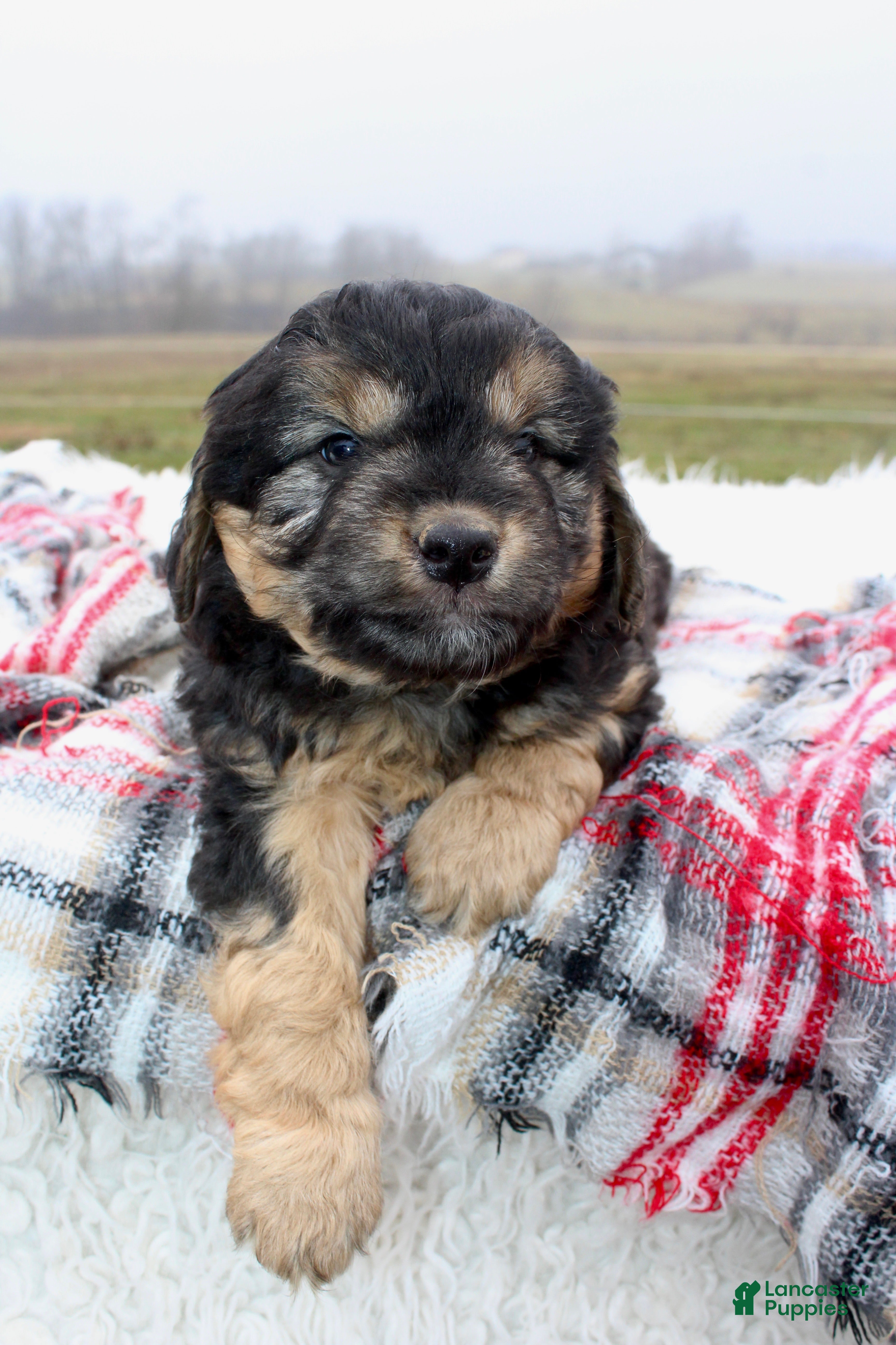 Mini Aussiedoodle dogs Mini Aussiedoodle Puppy 2 - Ad 1