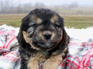 Mini Aussiedoodle dogs Mini Aussiedoodle Puppy 2 - Ad 1