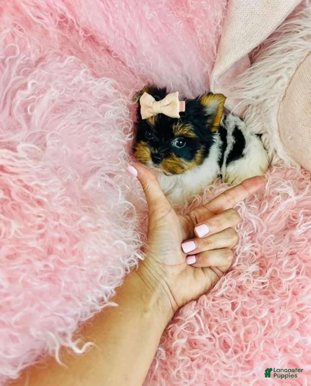 Biewer Terrier dogs for sale: Teacup Yorkshire Terrier 1 - Ad 2