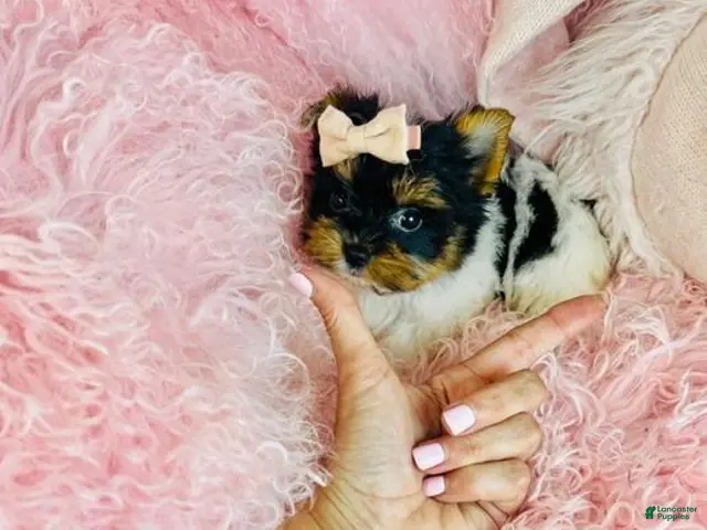 Biewer Terrier dogs for sale: Teacup Yorkshire Terrier 1 - Ad 2