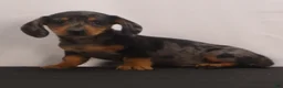 Dachshund dogs for sale: Rocky - Ad 7