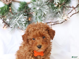 Miniature Poodle dogs - Ad 27