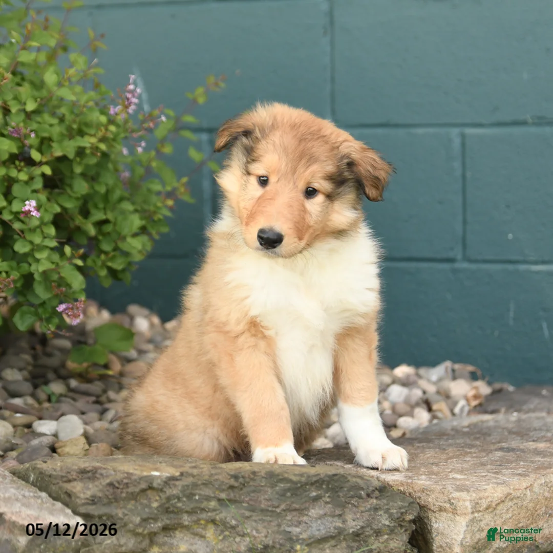Collie dogs for sale: Max - Ad 1