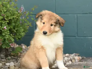 Collie dogs for sale: Max - Ad 3