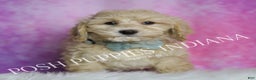 Maltipoo dogs for sale: Biscuit - Ad 4