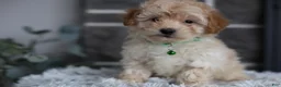 Maltipoo dogs for sale: Reese - Ad 6