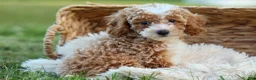 Miniature Poodle dogs for sale:  Ginger 🌸 - Ad 5