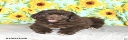 Newfoundland dogs for sale: Snickers - Ad 4