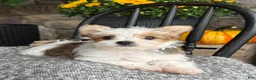 Yorkshire Terrier dogs for sale: Timmy - Ad 14