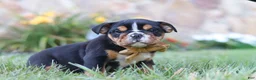 Beabull dogs for sale: Rockstar - Ad 3