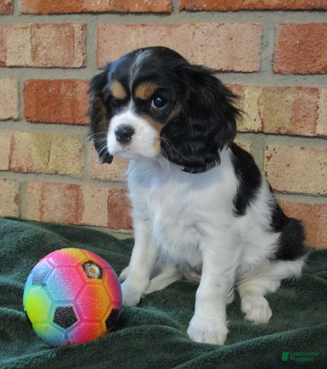Cavalier King Charles Spaniel dogs for sale: Bella - Ad 3