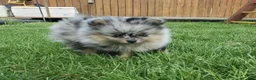Pomeranian dogs for sale: Lily - Ad 29